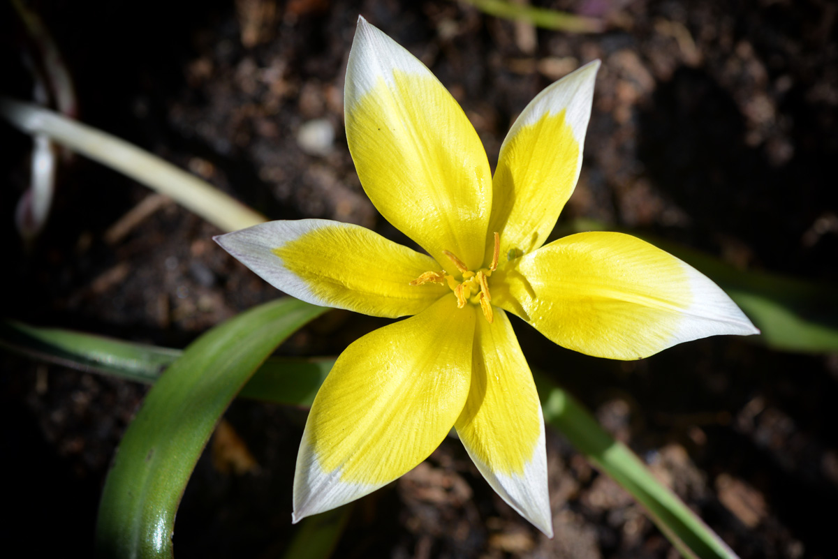 Zwerg-Stern-Tulpe.jpg