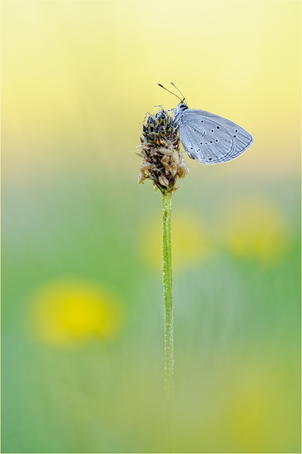 Zwergbläuling (Cupido Minimus)