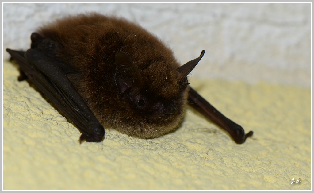 Zwergfledermaus (Pipistrellus pipisterellus)