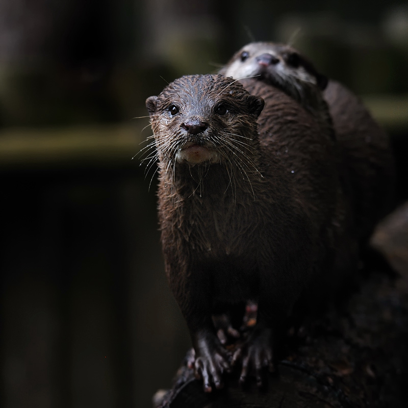 Zwergottern
Tierpark Neumünster