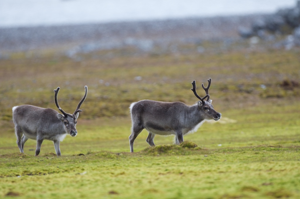 Zwergrentiere (Svalbard-Rentier)