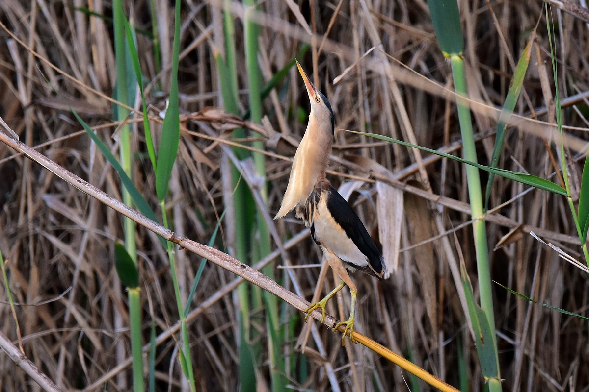 Zwergrohrdommel 2016 05430