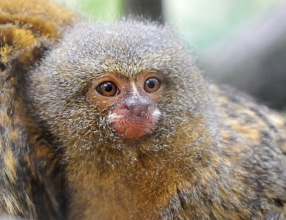 Zwergseidenaffe