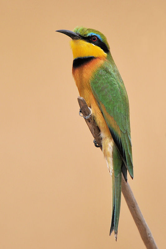 Zwergspint
Little Bee-Eater
1366