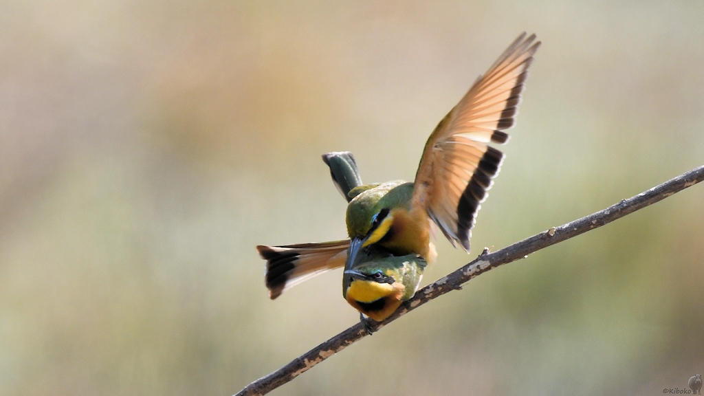 Zwergspint (Little Bee-Eater) bei der Paarung
Katavi Nationalpark

s877 Katavi Little BeeEater 5586