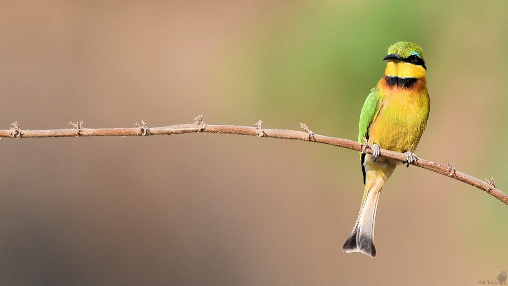 Zwergspint (Little Bee-Eater)
Katavi Nationalpark

s885 Katavi Little BeeEater 5755