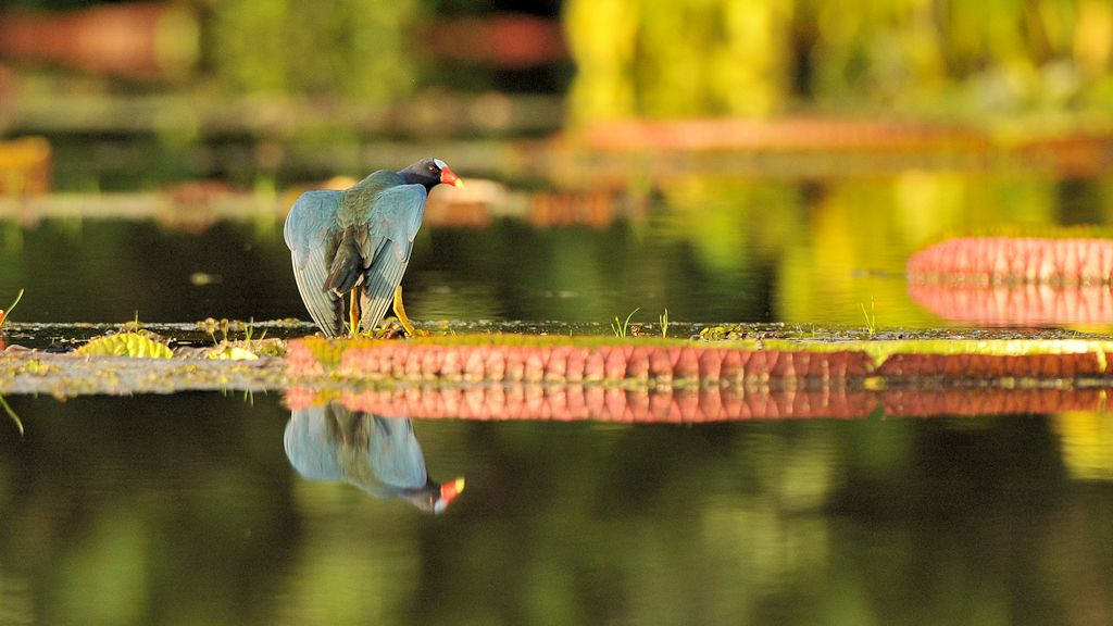 Zwergsultanhuhn (Purple Gallinule)
Rupununi bei Karanambu
4797