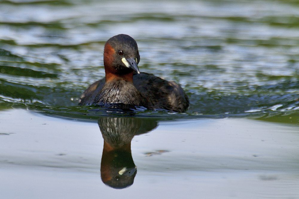 Zwergtaucher 2014 08789