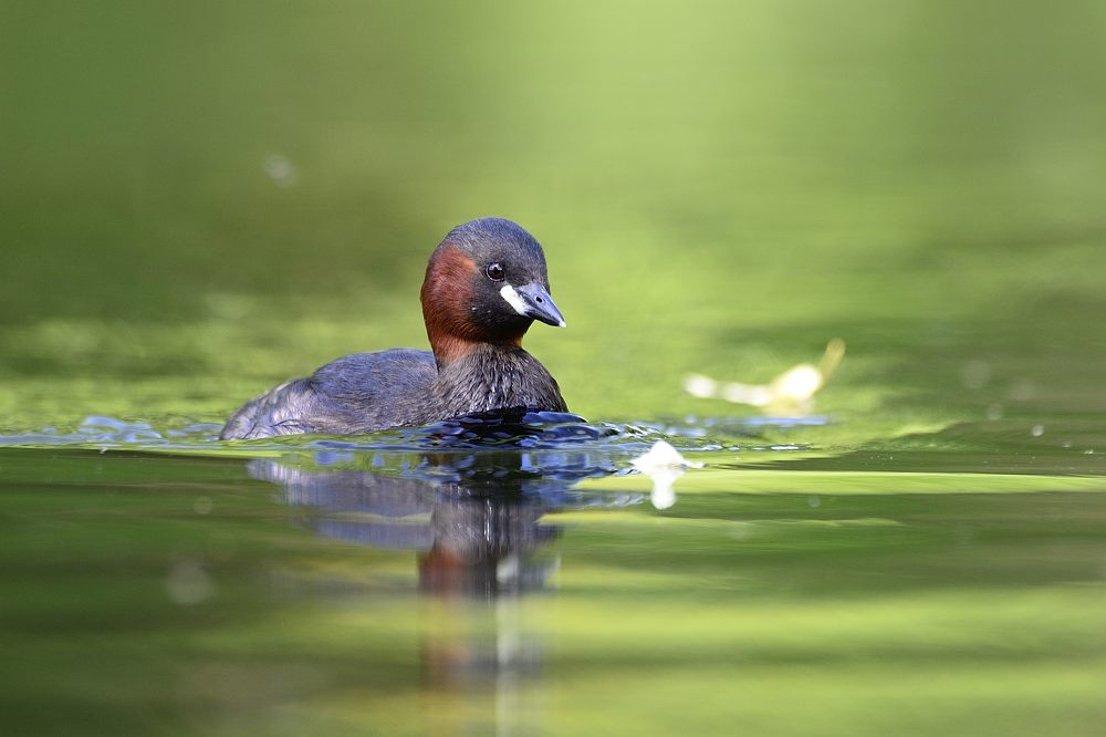 Zwergtaucher 2014 08803