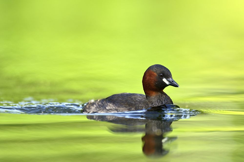 Zwergtaucher 2014 08805