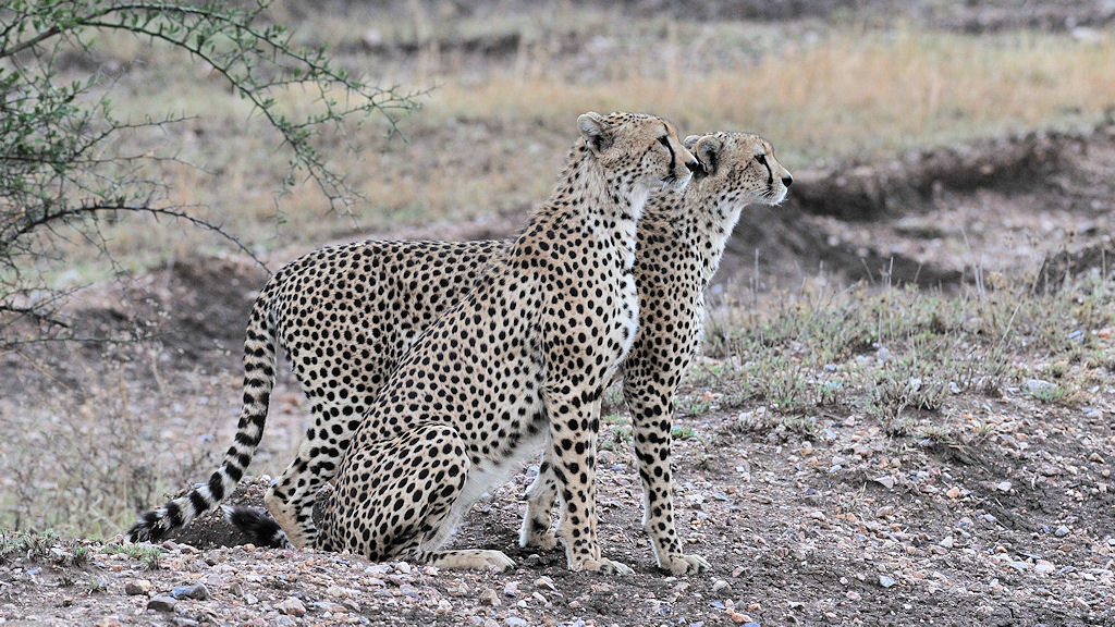 Zwillinge Gepard
Serengeti Seronera
2919