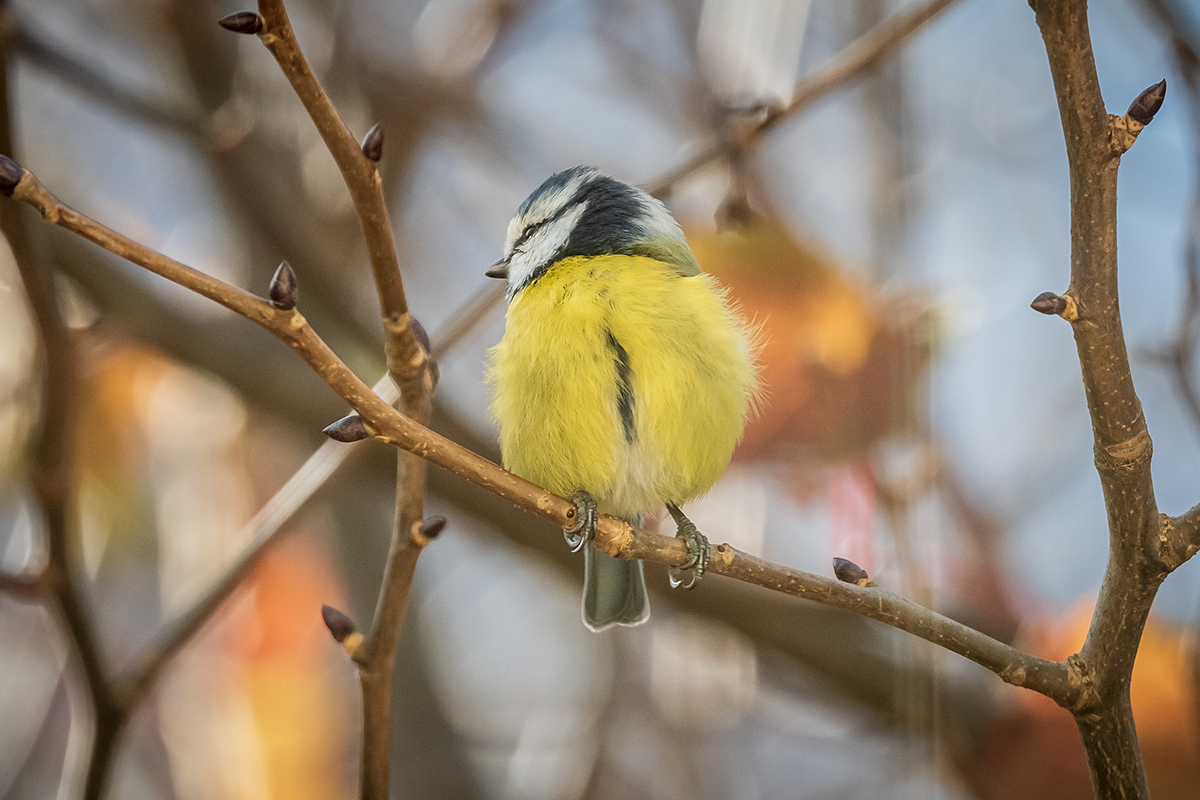 20201120_D500_2250NF.jpg