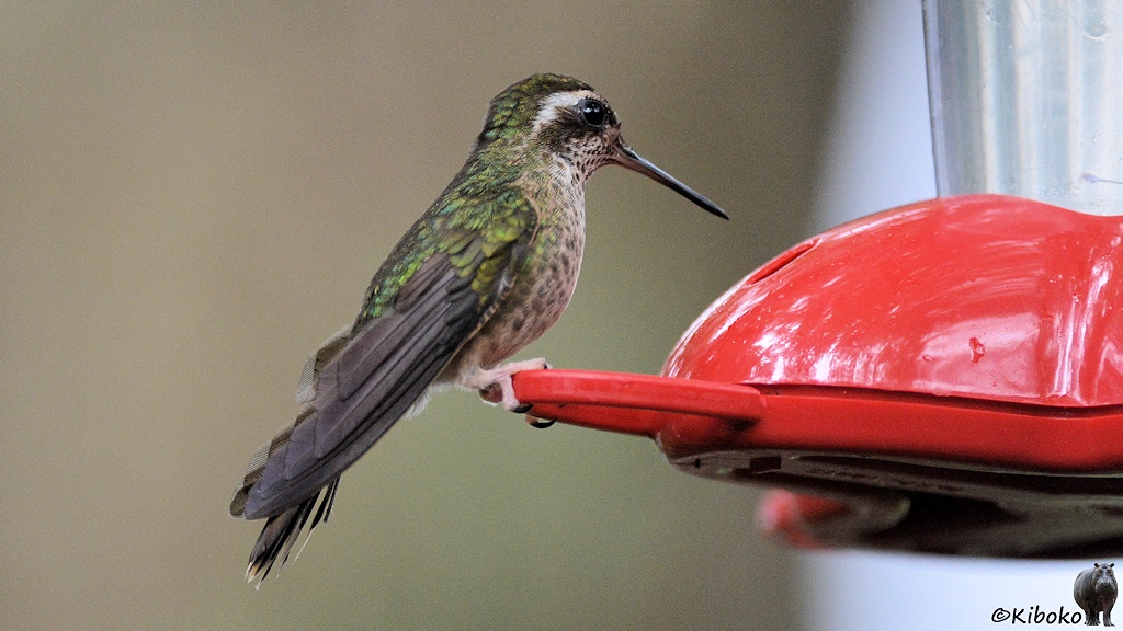 Das Bild zeigt einen grünen Kolibri am roten Plastikfeeder. Er hat einen gerade Schnabel, einen schwarzen Fleck unter dem Augen, einen weißen Zierstreifen hinter dem Auge, eine weiße Kehle und Brust mit feinen grünen Punkten und schwarze Flügel.