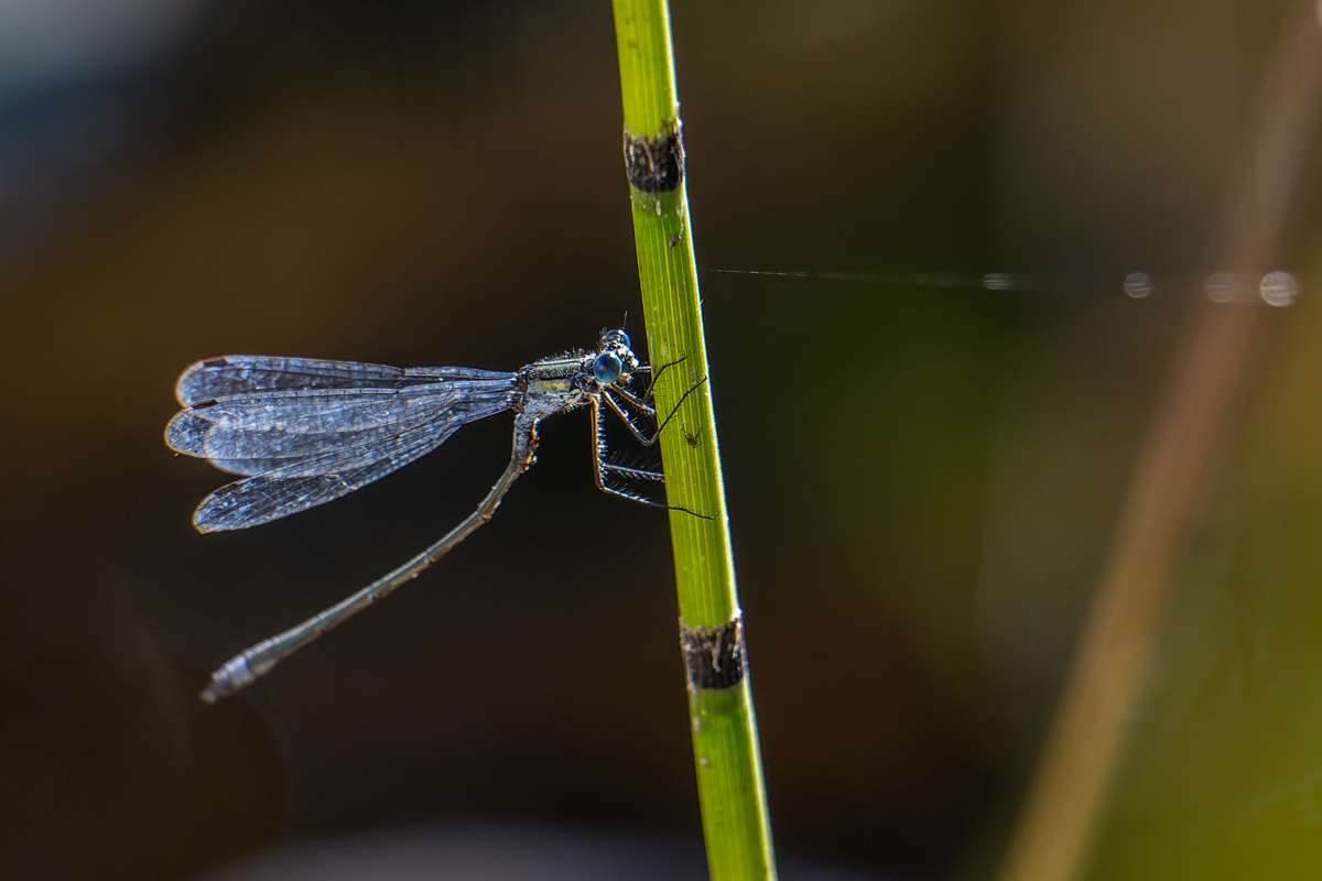 20250919_NZ9_4057_DPNF.jpg