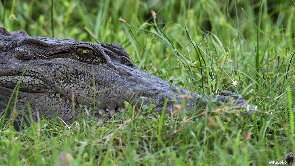 Das Bild zeigt ein Porträt eines Krokodils im Gras.