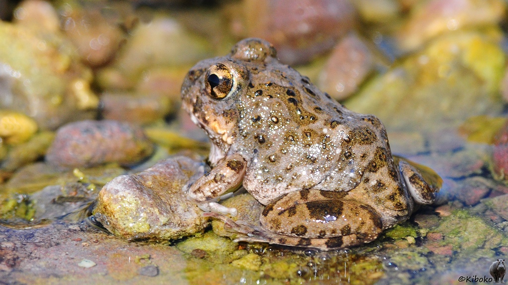 Ein grüngrauer Frosch mit dunkelbraunen Punkten sitzt im flachen Wasser eines Flusses.