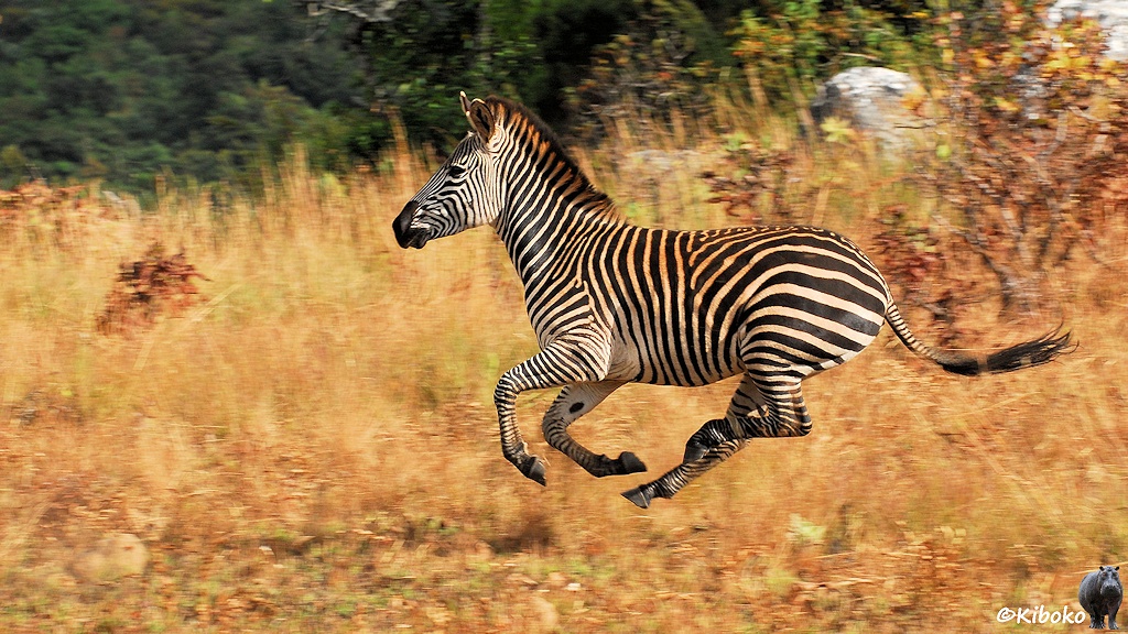 Das Bild zeigt ein galoppierendes Zebra. Alle Beine sind in der Luft. Der Schwanz fliegt waagerecht hinterher.