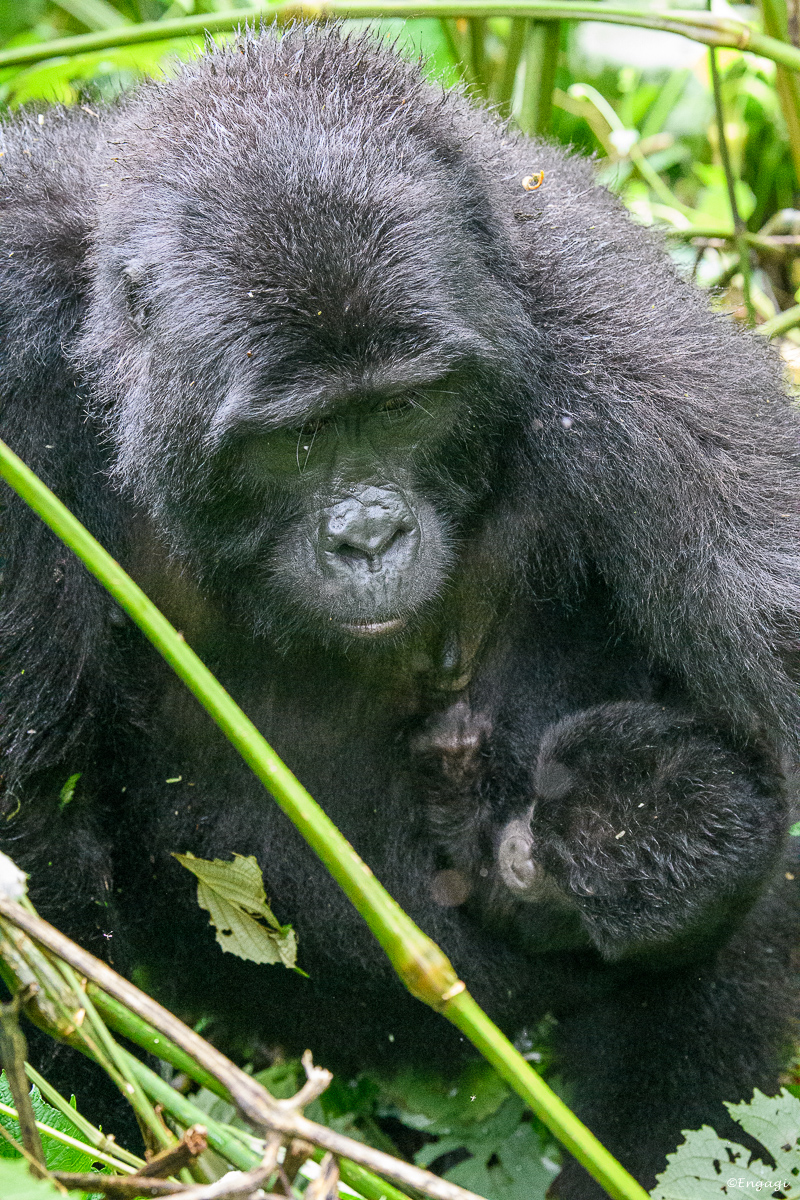 Uganda%201886.jpg