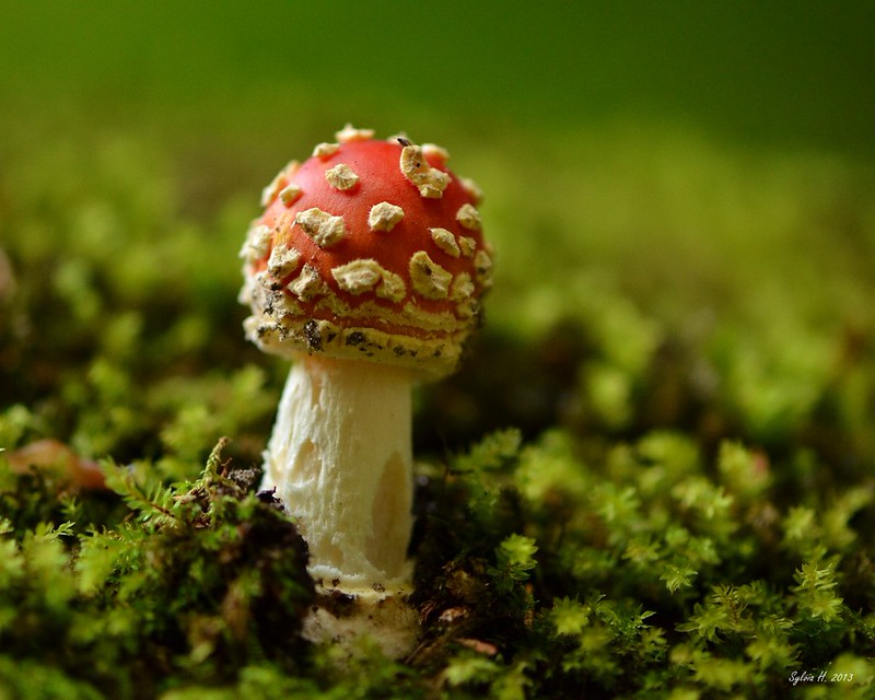 9880354746_bb5c90de12_c.jpg
