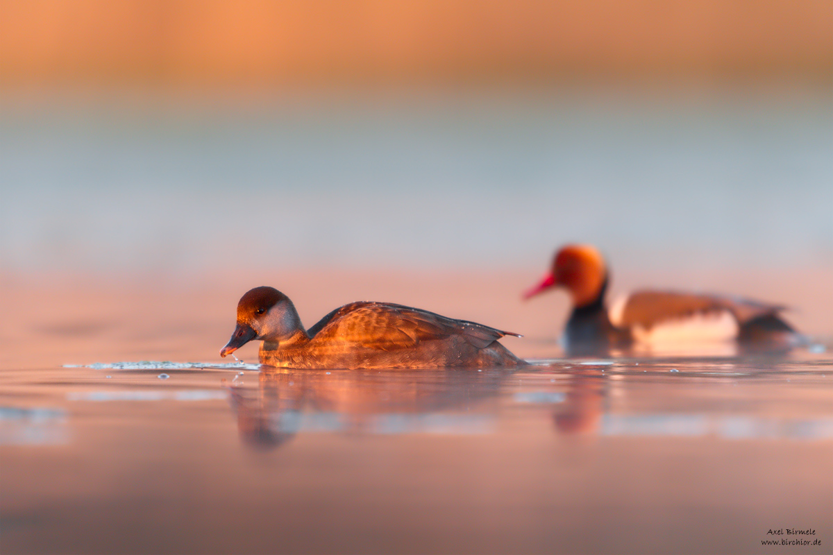 20150419_0395_PS_1200Px.jpg
