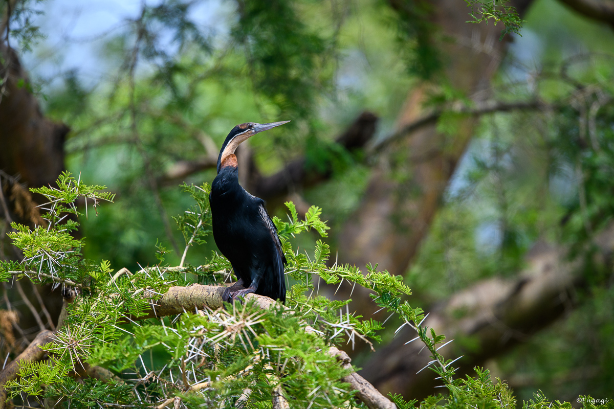 Uganda%200613.jpg