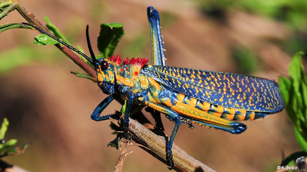 Das Bild zeigt eine Heuschrecke mit gelben Körber mit blauen Flecken und blauen Flügeln mit gelben Punkten. Im Naken sind rote Dornen. Die Heuschrecke sitzt auf einem Zweig. Drumherum sind hellgrüne, zate Blätter.