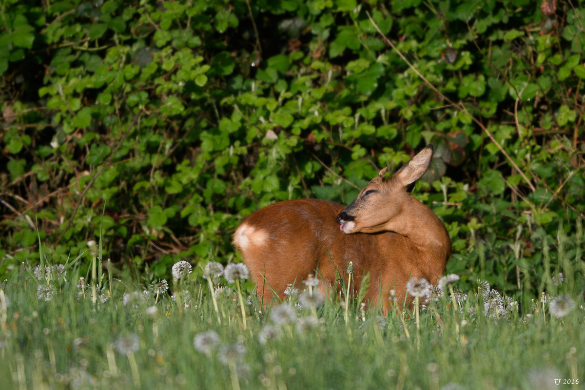 DSC_0763.jpg