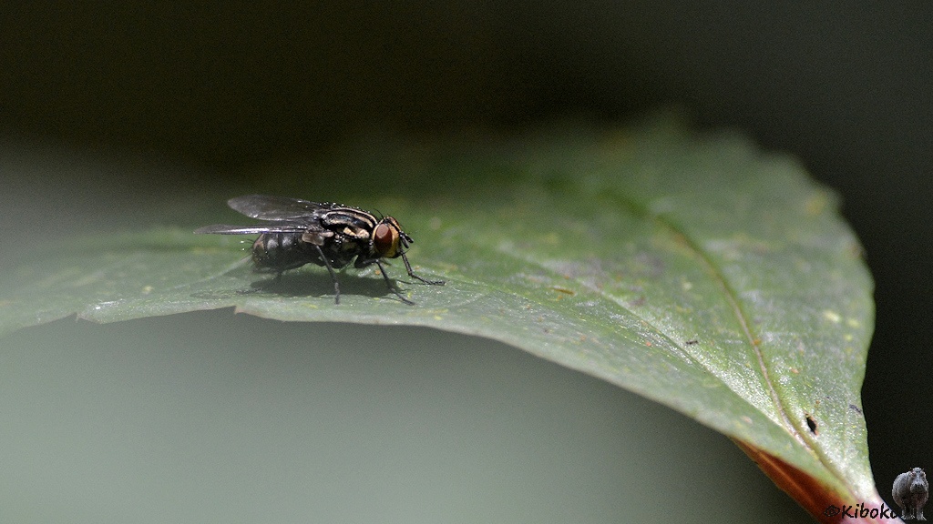 Das Bild zeigt eine Fliege auf einem grünen Blatt.