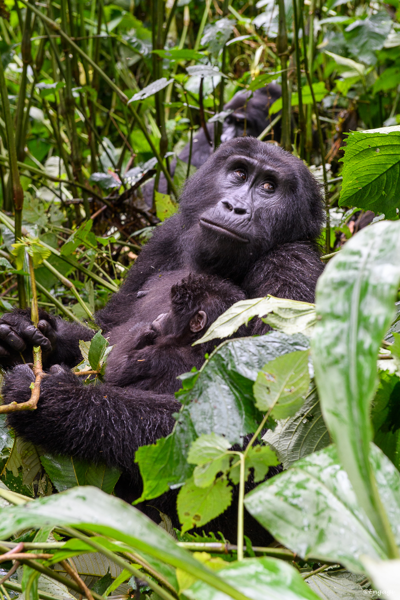 Uganda%201883.jpg