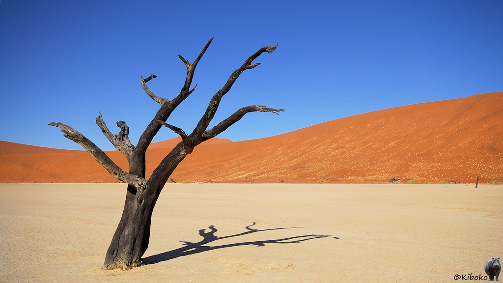 Eine weiterer Baum auf einer hellen trockenen Ebene vor einer orangen Düne unter blauem Himmel.