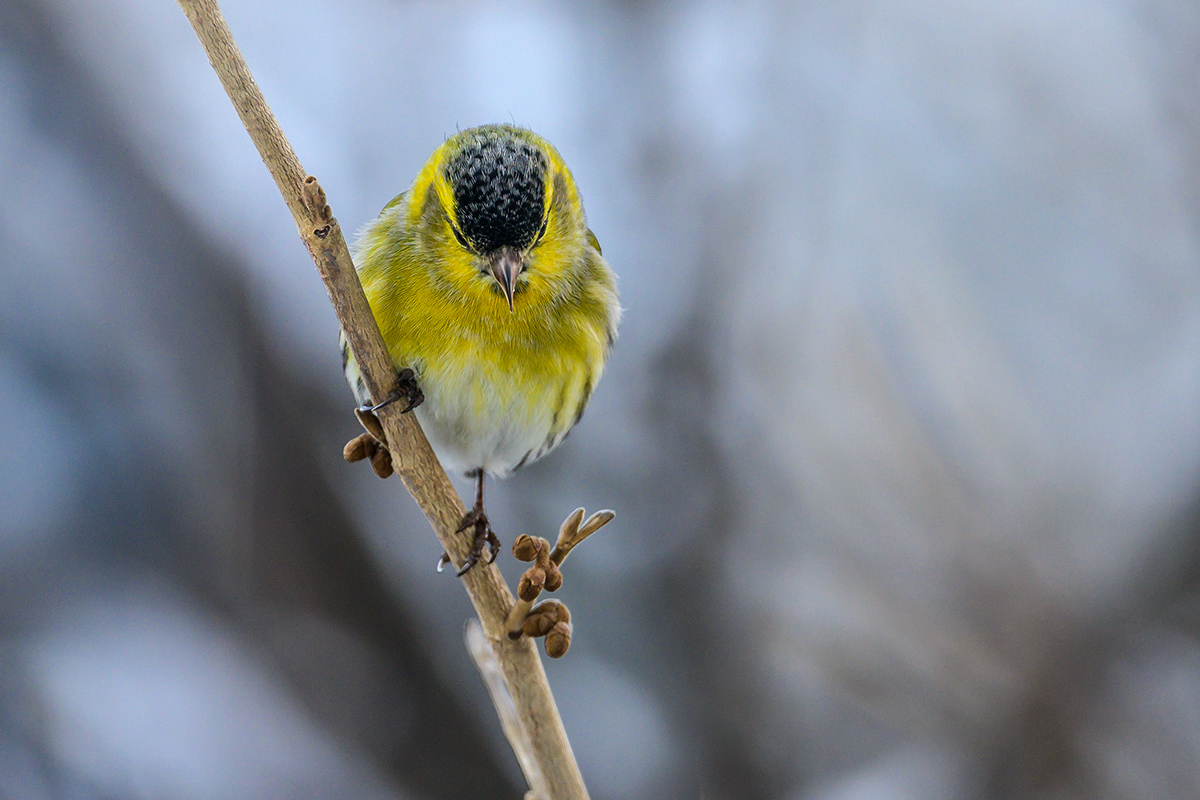 20201231_NZ6_4164NF.jpg