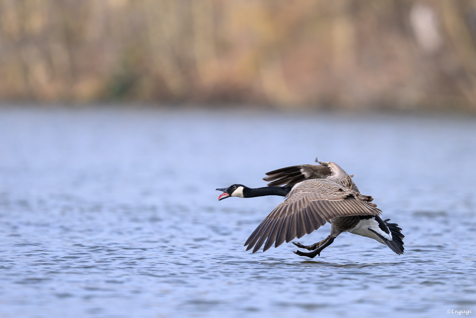 DSC_6294.jpg