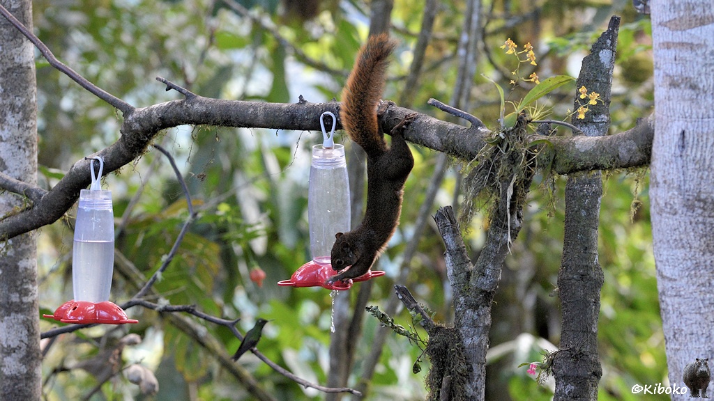 Das Bild zeigt ein Eichhörnchen, das kopfüber an einem Ast hängt. Mit den Vorderpfoten ist es unten am roten Plastikfeeder mit den Öffnungen für die Kolibris. Zuckerwasser läuft aus und tropft nach unten. Links ist ein zweiter Feeder am selben Ast.
