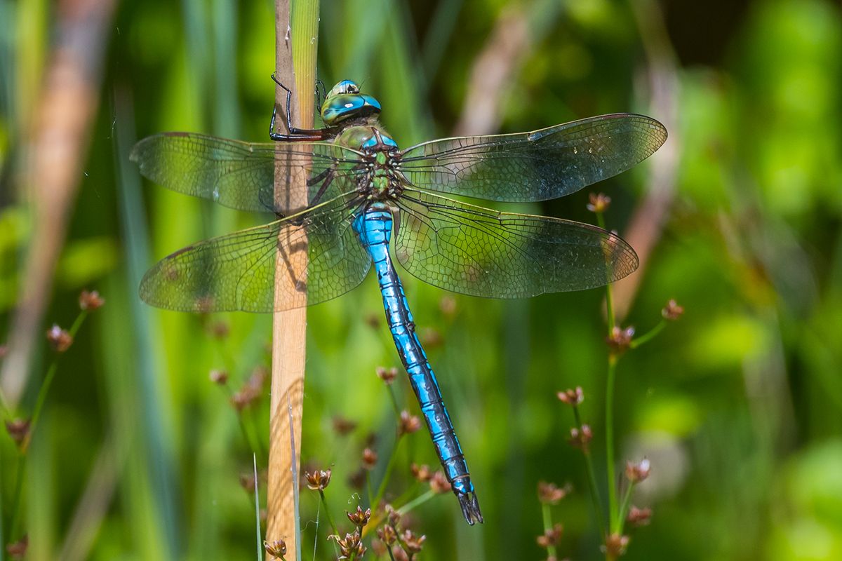 20220618_D500_1699NF.jpg