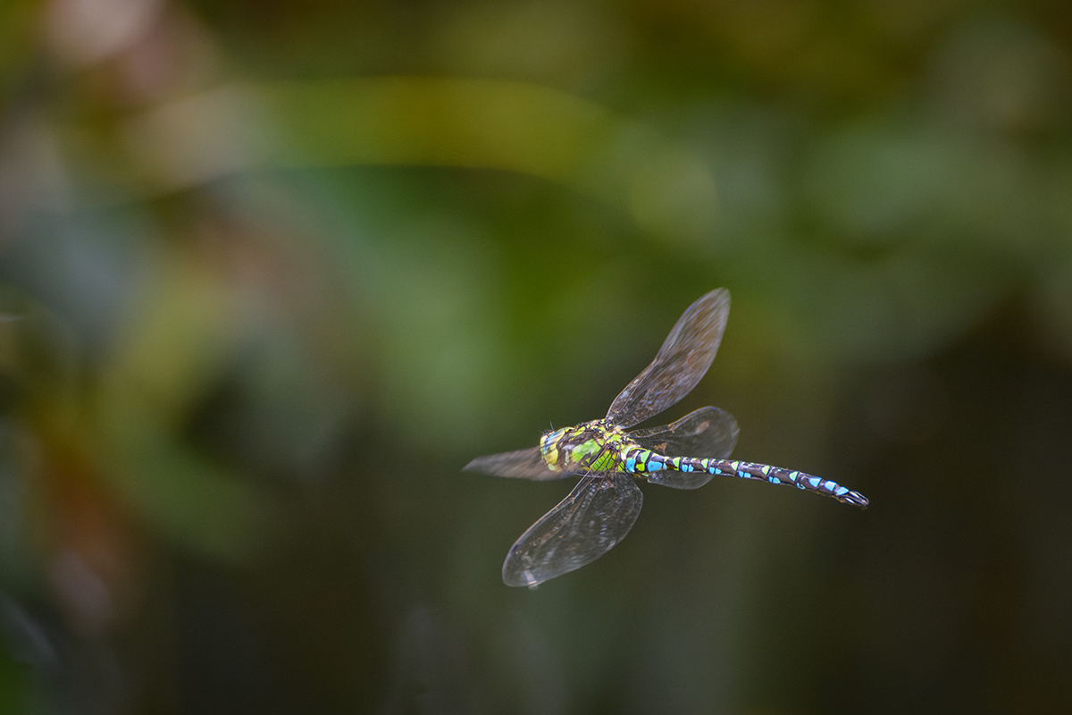 20220907_NZ9_1323_DPNF.jpg