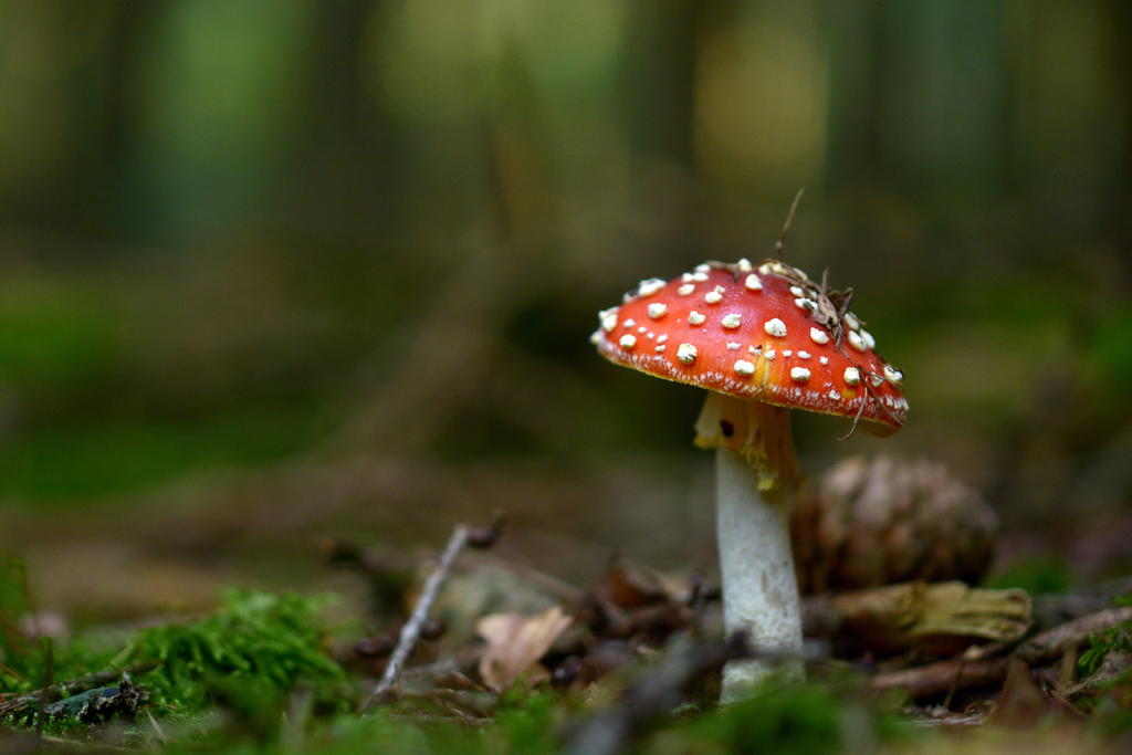 30481664zk.jpg