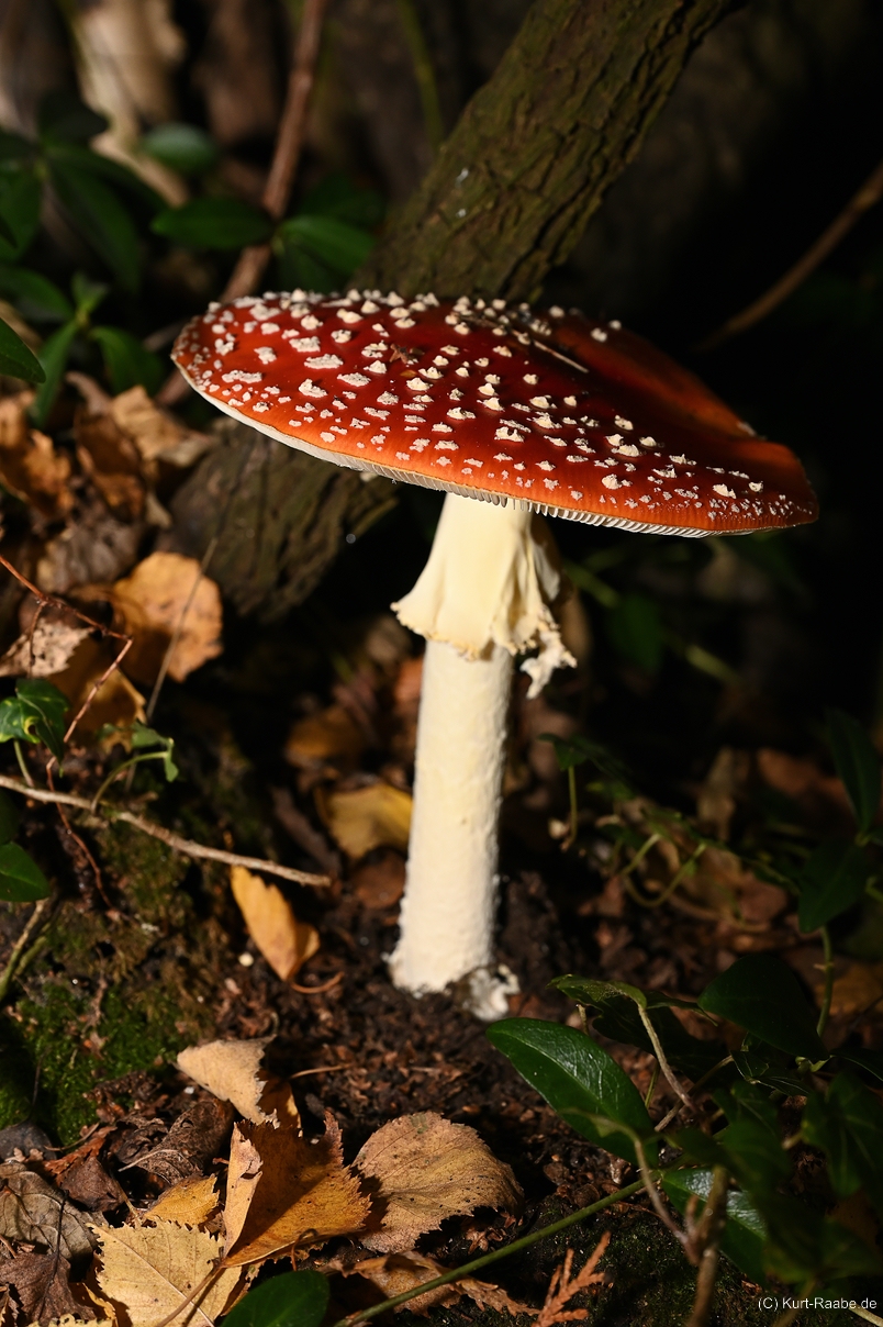 C-Kurt-Raabe.deKRZ_4279.jpg