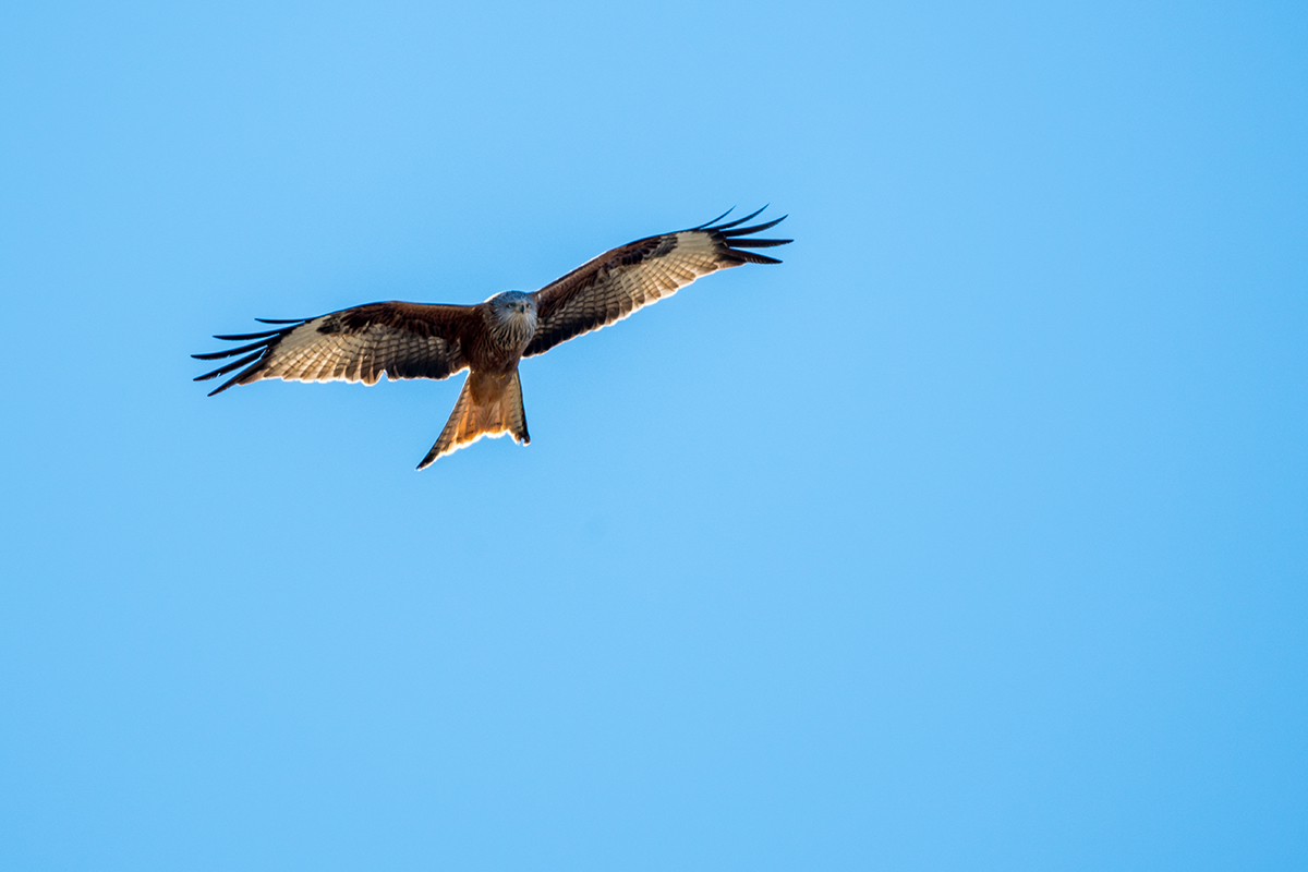 20210228_D850_1514NF.jpg