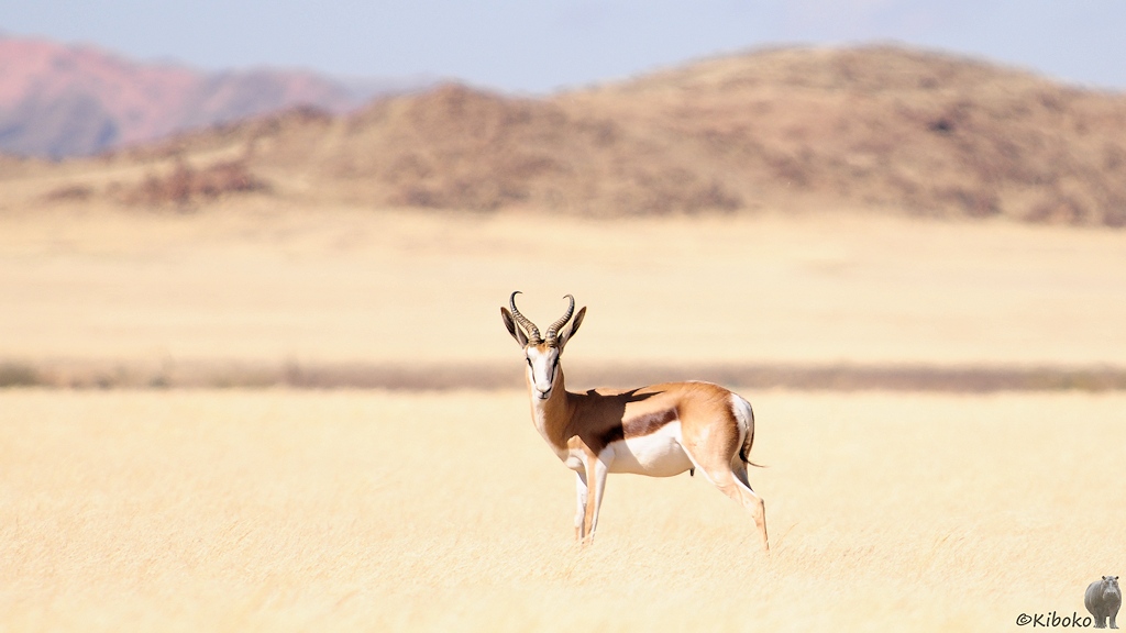 Eine braune Gazelle mit weißem Bauch, weißen Beinen, schwarzen Streifen an der Seite, weißer Blässe und geschwungenem Horn stehtVor einer kräftig orangenen Düne steht auf einer Fläche aus vertrocknetem Gras.