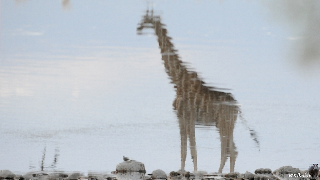 Gedrehtes Spiegebild einer Giraffe im Wasserloch.