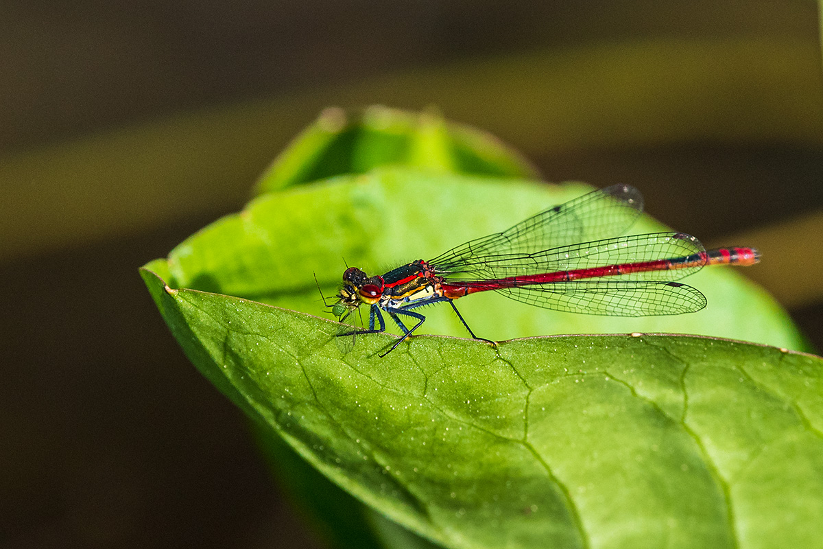 20180506_D500_0453NF.jpg
