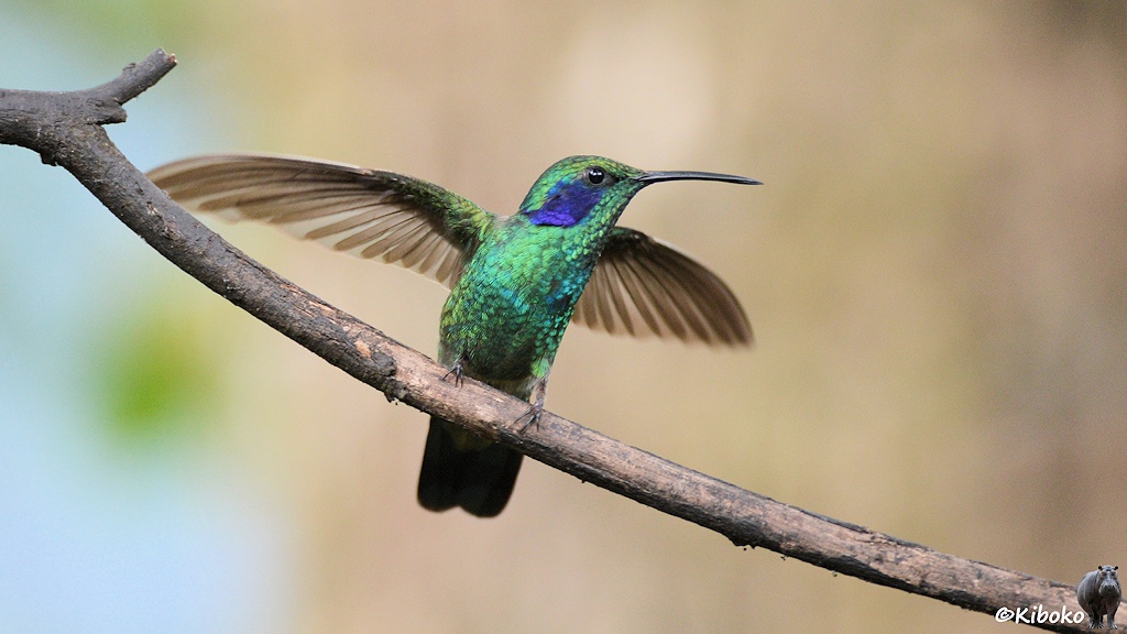 Das Bild zeigt einen grün glänzenden Kolibri mit blauen Ohrfleck uner dem Auge. Er sitzt auf einem schräg nach rechtsunten laufenden Ast. Die Flügel sind ausgebreitet.