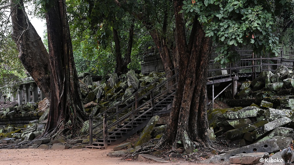 Das Bild zeigt eine Holztreppe die über eine verfallene Mauer führt. Auf jeder Seiten der Treppe steht großer Baum. Im Hintergrund ist ein höheres Gebäude im Tempel.