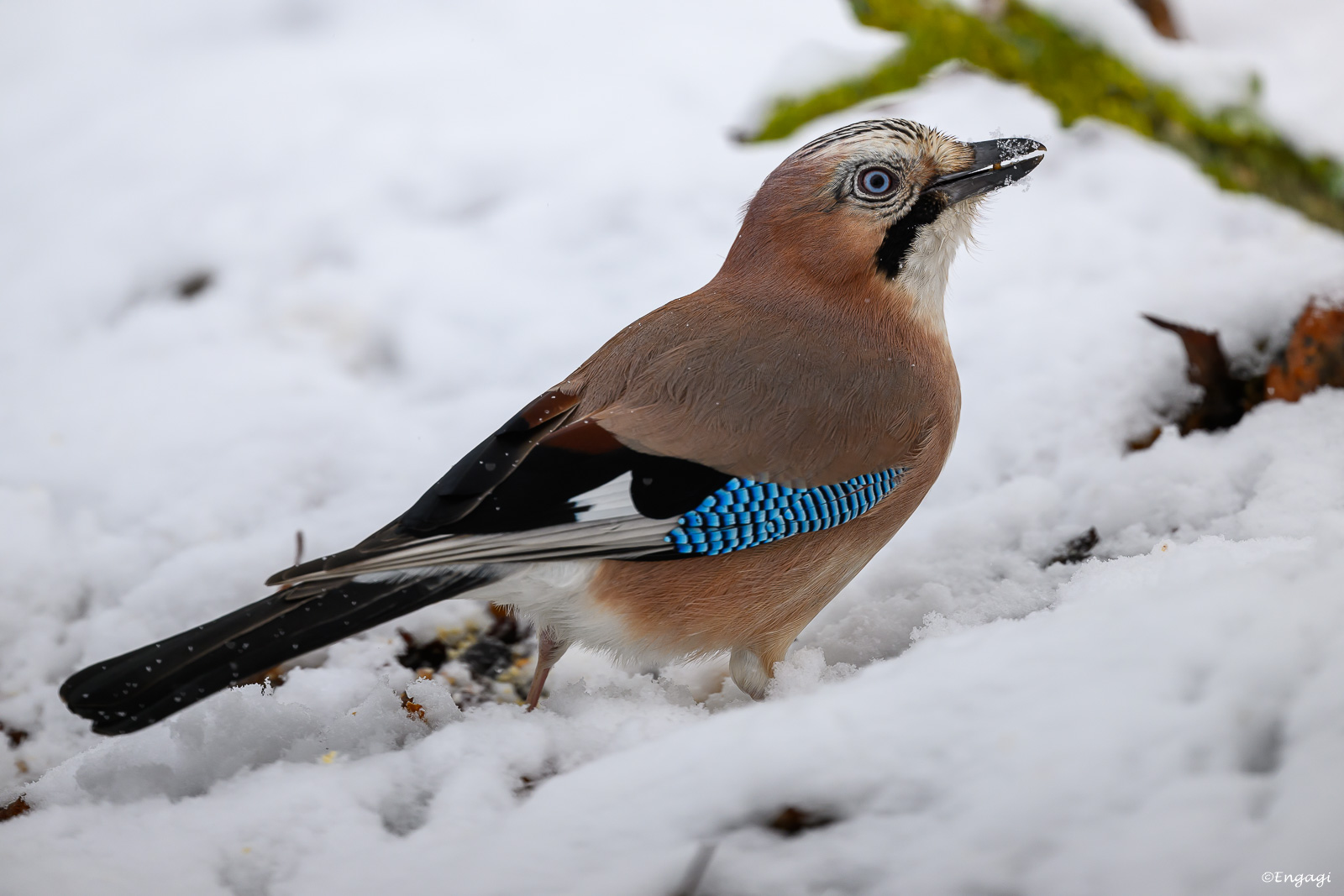 DSC_3728.jpg
