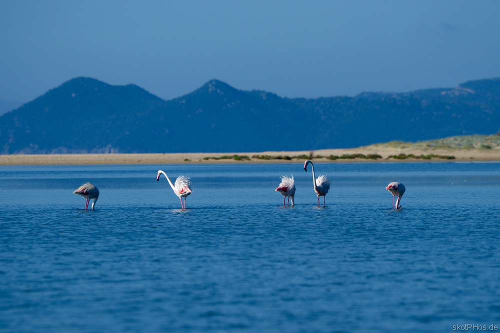 skotPHos.de_Sardinien2015_027.JPG