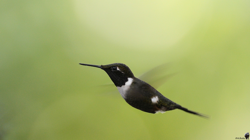 Das Bild zeigt einen kleinen grünen Kolibri mit weißer Bauchbinde im Flug. Die Flügel schlagen so schnell, dass sie nur schemenhaft erkennbar sind. Der Hintergrund ist undscharf in verschiedenen Grüntönen.