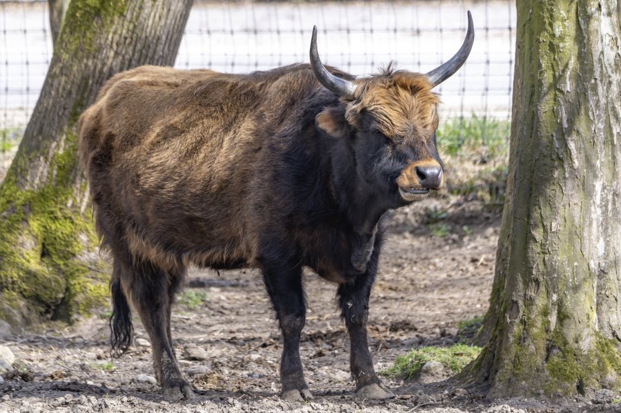 tierpark_haag23_51.jpg