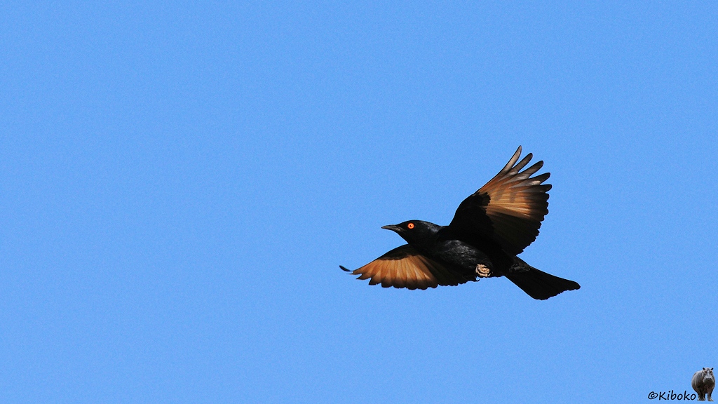 Ein schwarzer Vogel mit orangenem Auge und weißen Flächen auf den Flügelunterseiten fliegt vorbei.