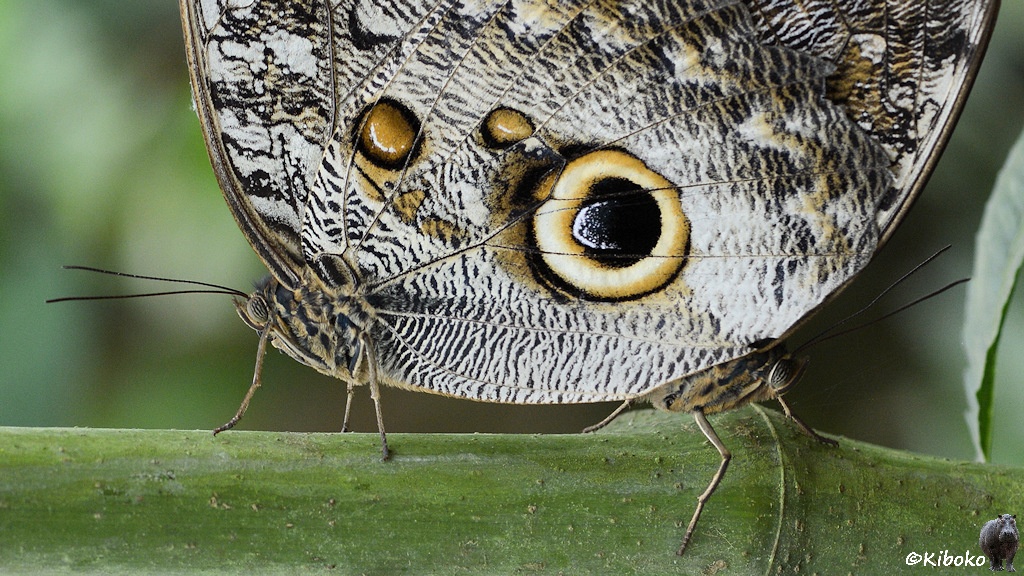Das Bild zeigt zwei braunschwarze Schmetterlinge die in unterschiedliche Richtungen auf einem grünen Zweig sitzen. Der Vordere Schmetterling verdeckt die Flügel des Hinteren. Es sieht so aus, dass beide Schmetterlinge einen gemeinsamen Flügel haben. Der Flügel ist braun-weiß gezeichnet und hat ein großes Eulenauge, sowie zwei kleinere ähnliche Flecken.