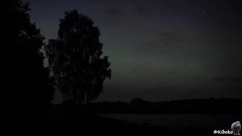 Das Bild zeigt zwei Bäume am linken Bildrand. Über dem Horizont geht ein grünlicher Streifen übe das Bild. Links unten sind weiße Planen von einem Spargefeld.